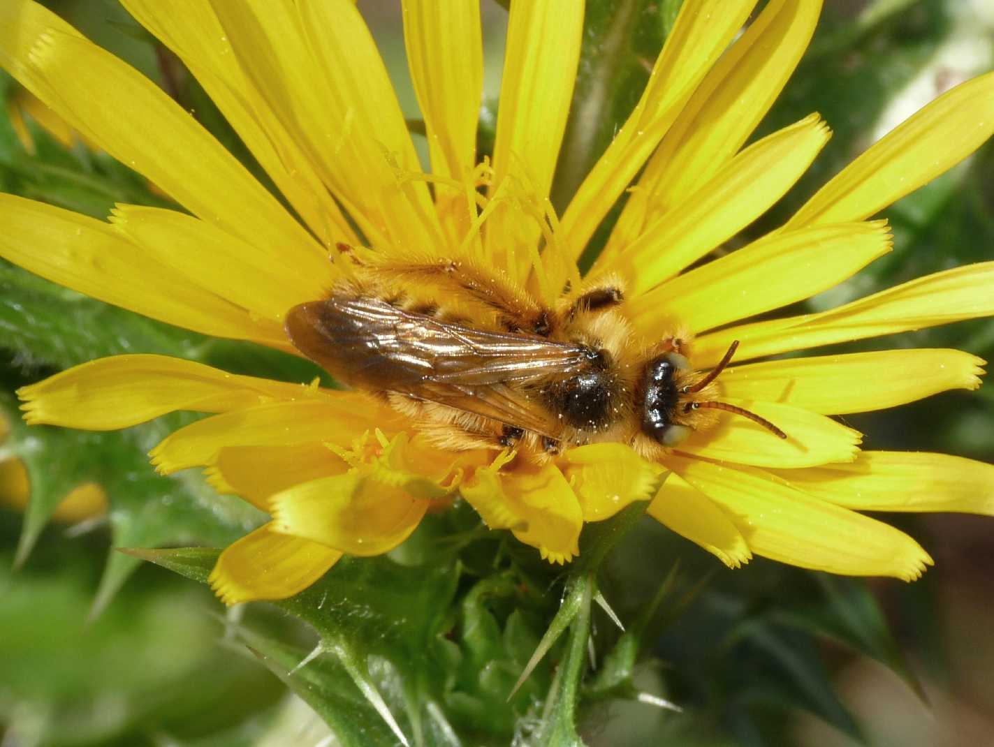 Pianta come punto di ritrovo di Dasypoda sp. (Apidae Melittinae)